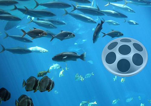 網(wǎng)箱點魚器